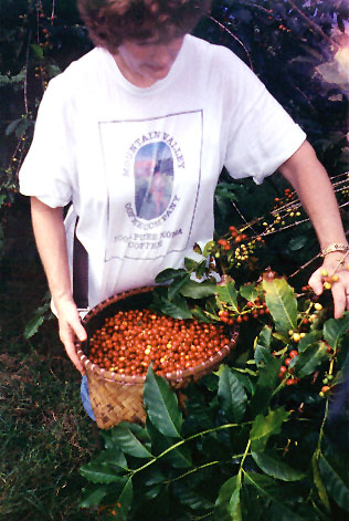 pennybasket2.jpg (62842 bytes)