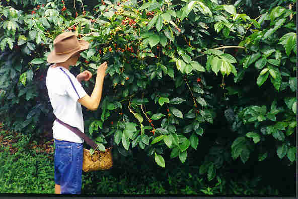 pickcherry.jpg (135088 bytes)